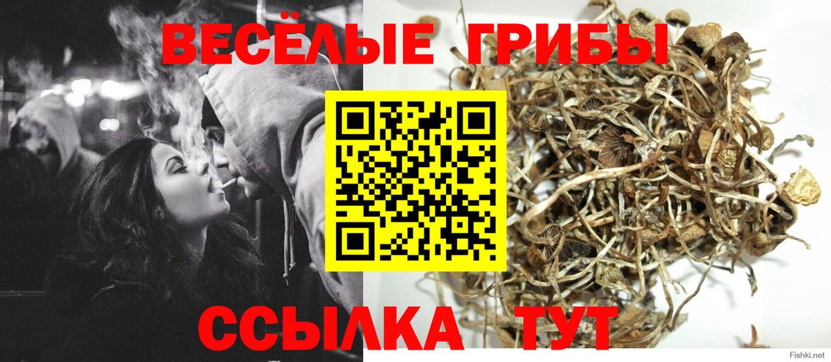 Соль-Илецк  где найти   Псилоцибиновые грибы прущие грибы  Вход с VPN  Галлюциногенные грибы Psilocybine cubensis 